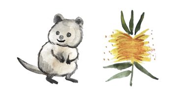 Kate Smith's painting of a quokka and yellow bottlebrush.