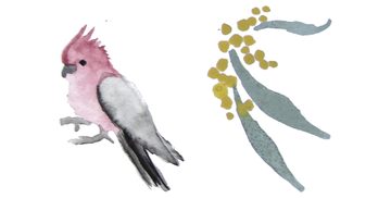 Kate Smith's painting of a galah and wattle.