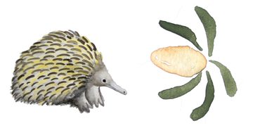 Kate Smith's painting of an echidna and banksia.