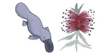 Kate Smith's painting of a platypus and pink bottlebrush.