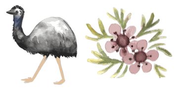 Kate Smith's painting of an emu and wax flower.