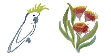 Kate Smith's painting of a cockatoo and flowering gum.