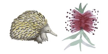 Kate Smith's painting of an echidna and pink bottlebrush.