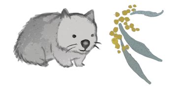 Kate Smith's painting of a wombat and wattle.